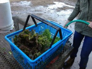 Blue shopping basket full of lettuce.